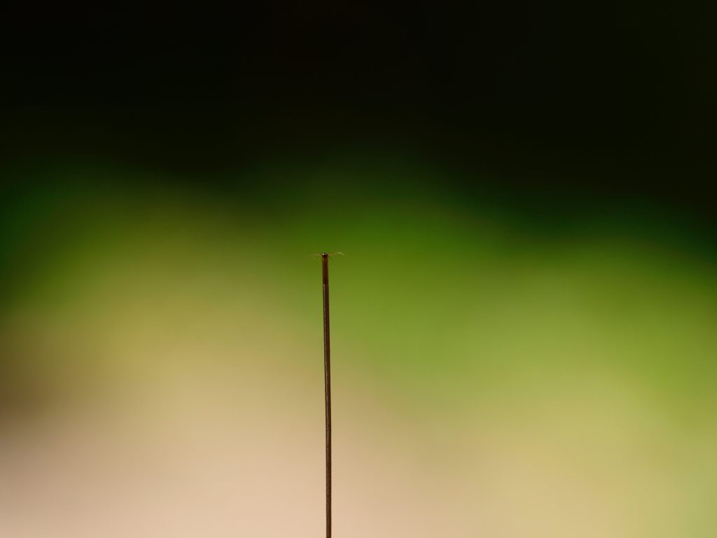 The breathing tube Hoverfly Lagoons